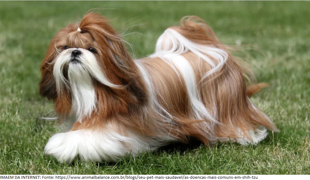 Shih Tzu: Um Pequeno Leão Cheio de Doçura!