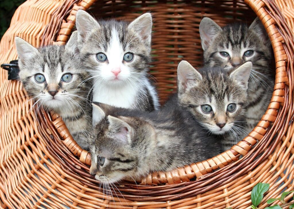 Gatos: Independência, Carinho e Muitos Mistérios.